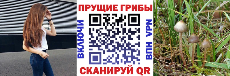 Галлюциногенные грибы Cubensis  мориарти клад  Красково  даркнет сайт 